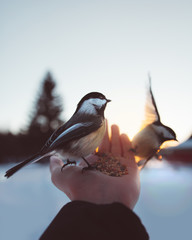 DITTA ALLONTANAMENTO PICCIONI ROMA